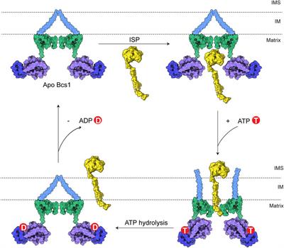 Bcs1, a novel target for fungicide